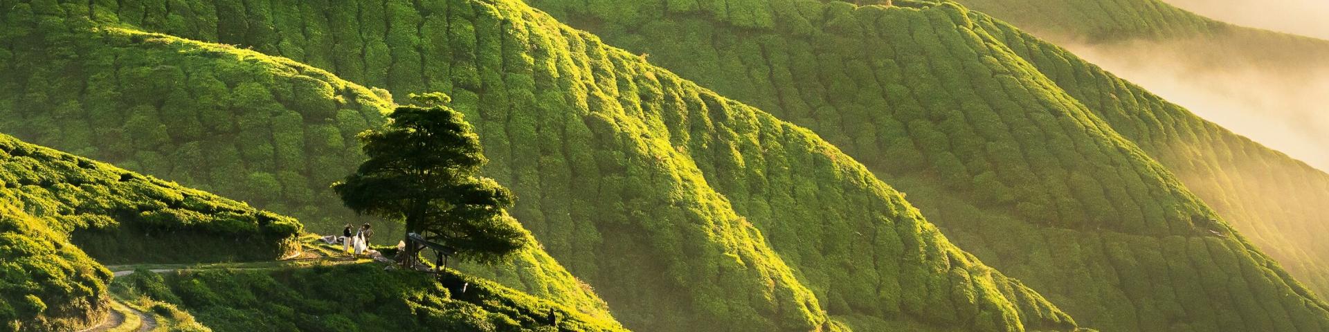 Mossy Forest i plantacje herbaty